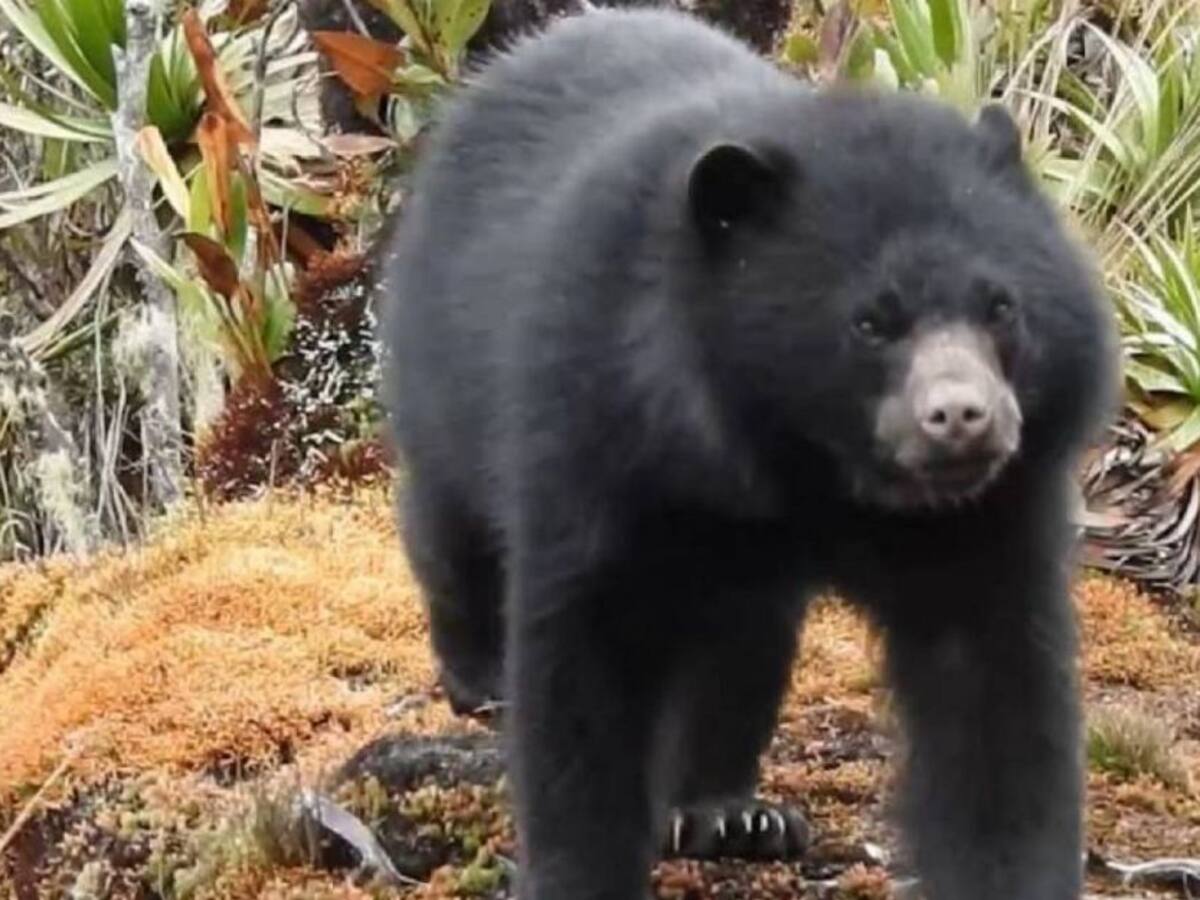 VIDEO: Captan oso andino comiendo guayabas