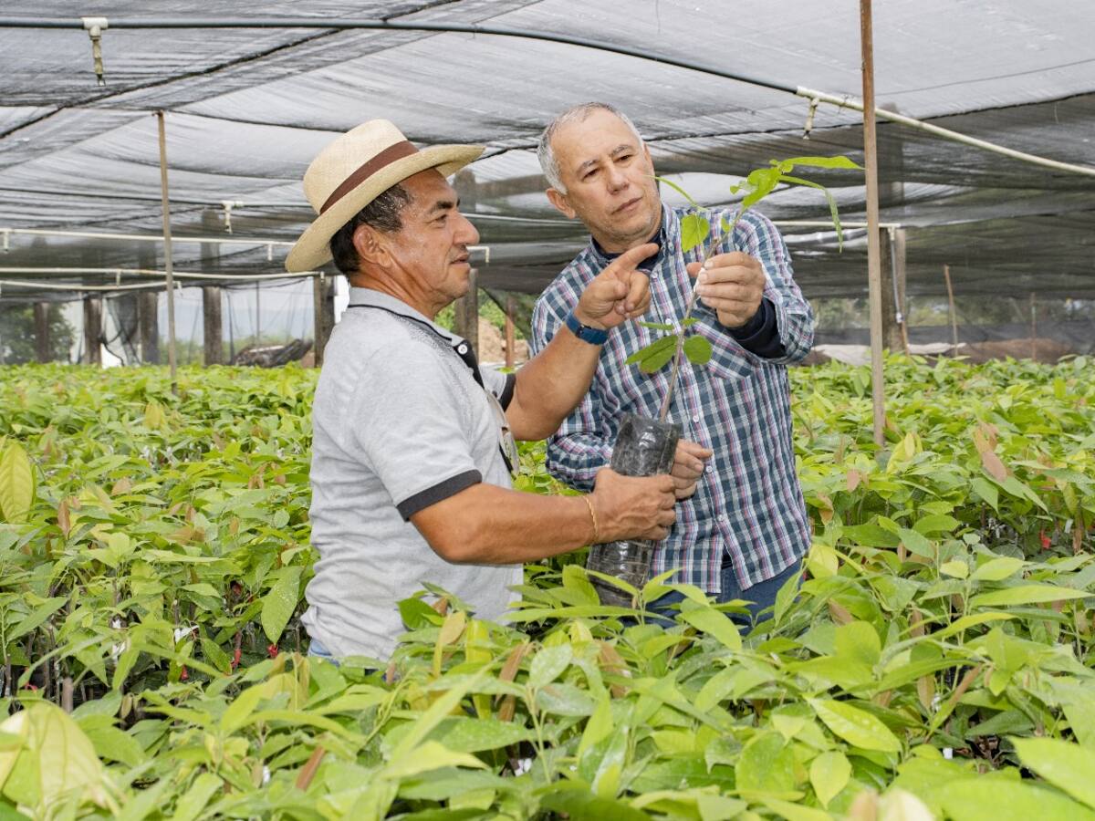 Rumbo a la meta, gobernación del Huila avanza en la entrega de plántulas de cacao