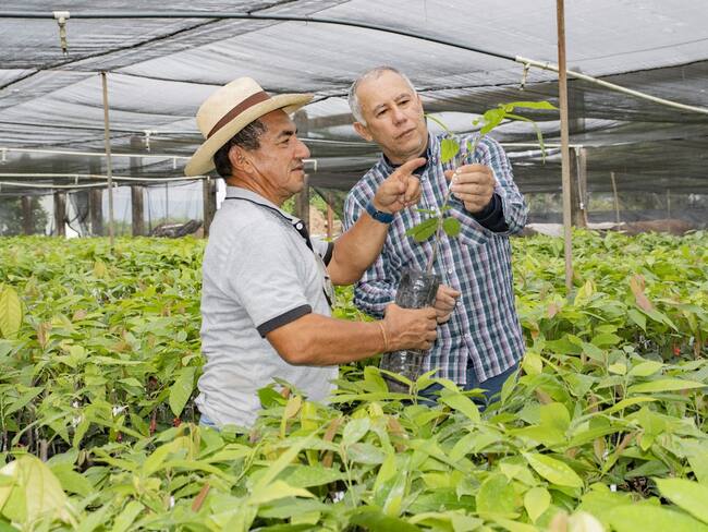 Proyecto de Impulso Cacaotero en el Huila: Entrega de Plántulas y Estrategias de Desarrollo.
