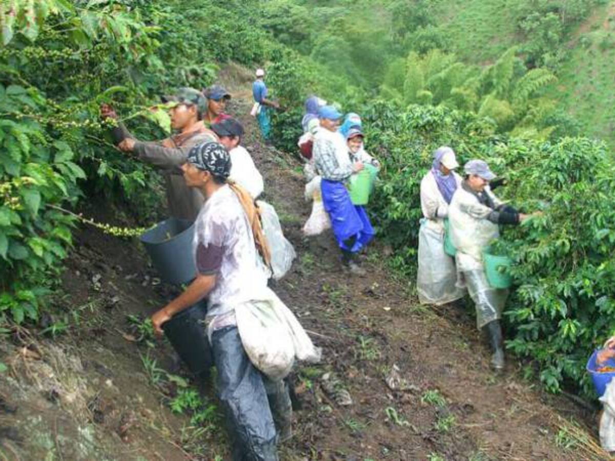 El Eje Cafetero reporta reducción en la cosecha actual de café