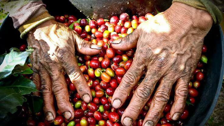 Foto: Federación Nacional de Cafeteros