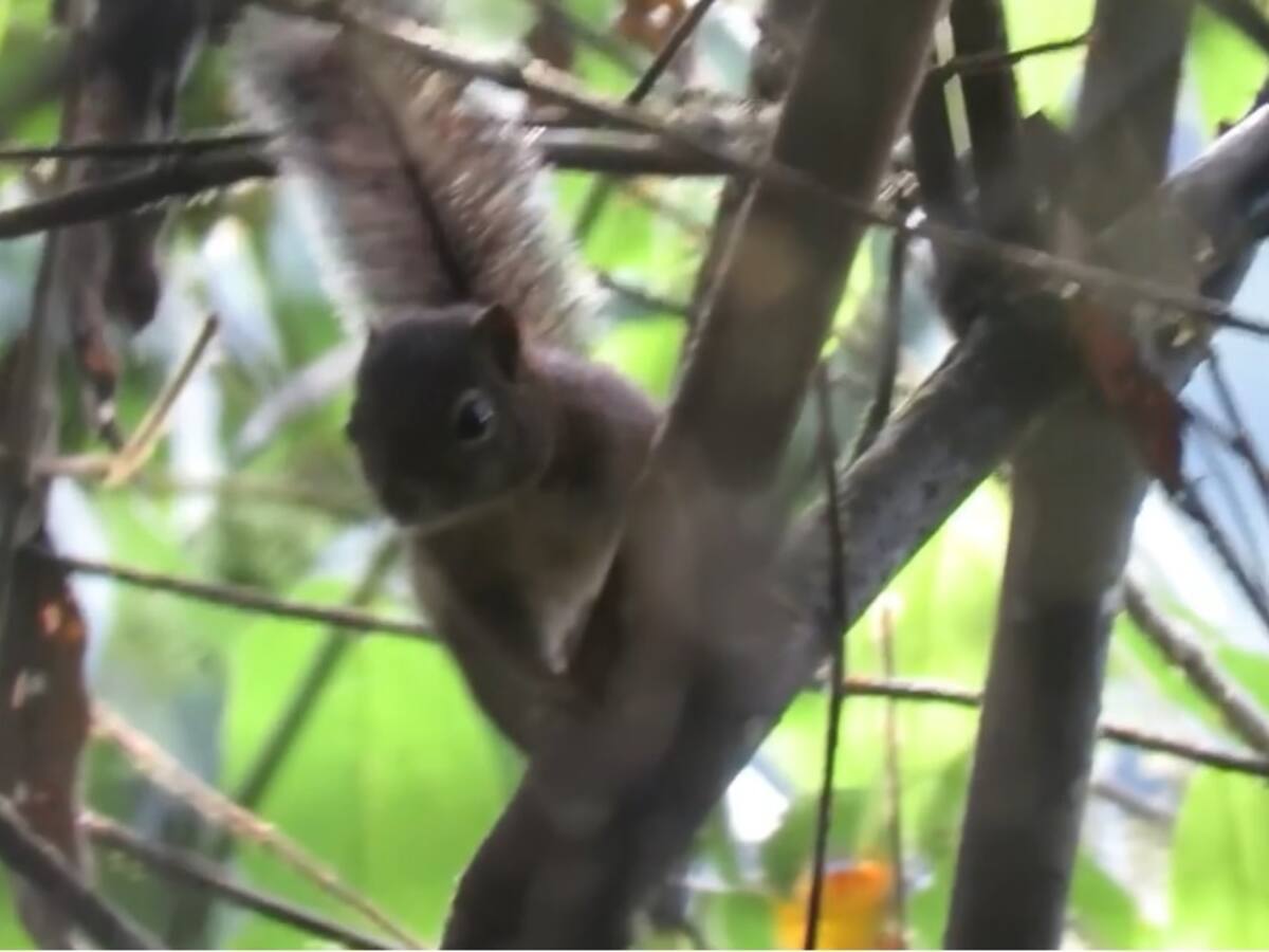 Ardilla Andina fue detectada gracias a las cámaras trampa en Calarcá, Quindío