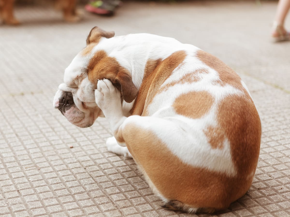 Por qué un perro se rasca mucho si no tiene pulgas: Posible enfermedad, según veterinarios