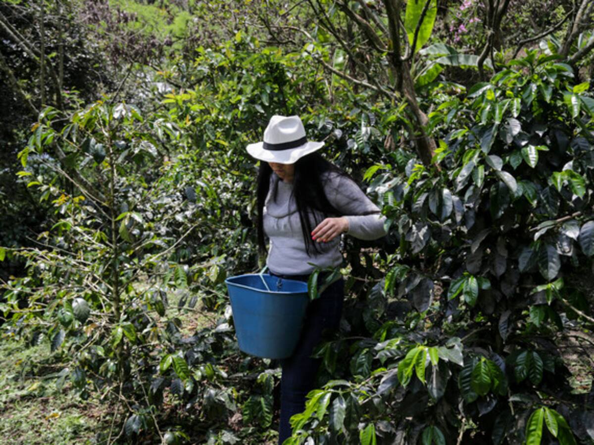 Cafeteros en Risaralda alertan por represamiento del grano ante mal estado de vías y fuertes lluvias