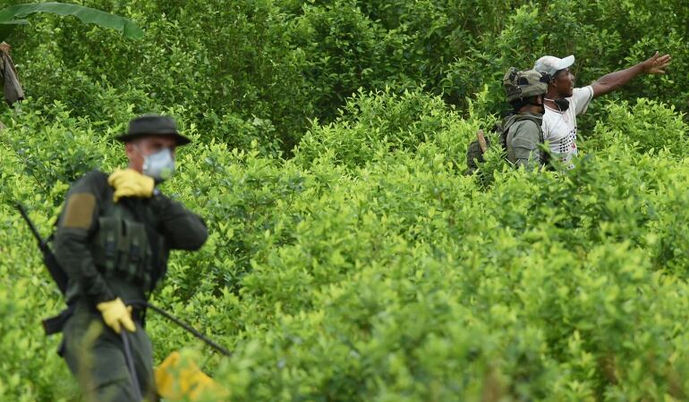 Foto: Ejército localiza cultivos ilícitos en el Cauca.