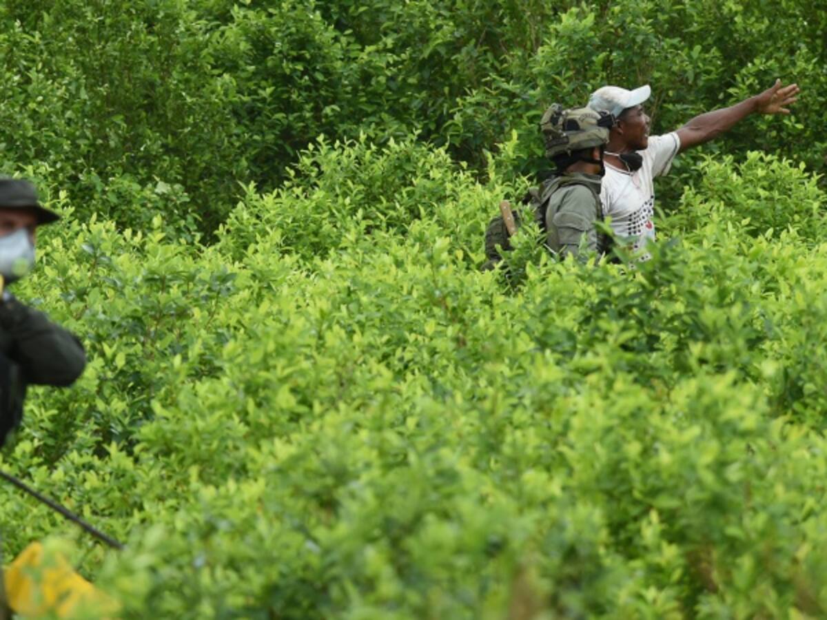 Localizan cinco semilleros con cultivos ilícitos en el departamento del Cauca