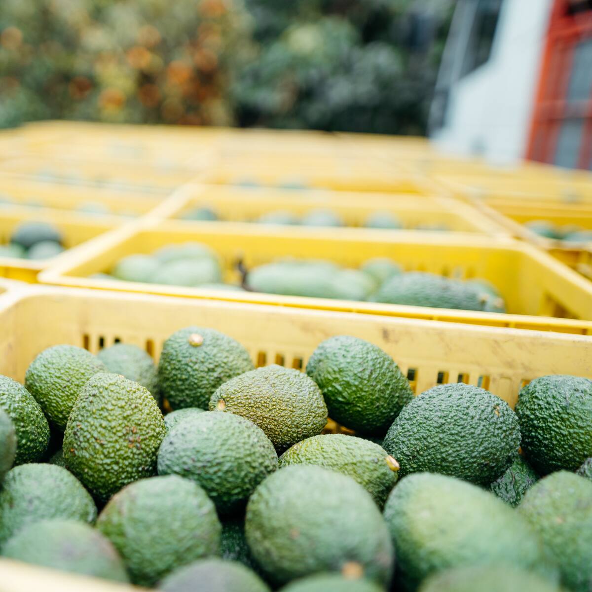 Aguacate Hass del Quindío será exportado al Super Bowl en Estados Unidos