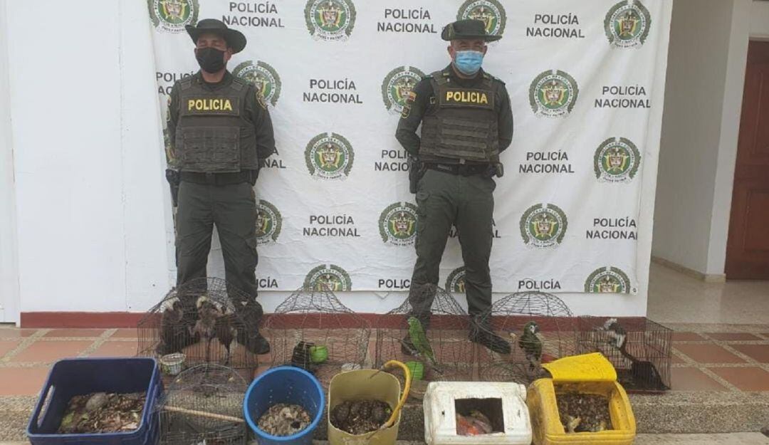 Dentro de los animales rescatados está la guacamaya polluelo, tucanes polluelos, tucanes adultos, loros, entre otros