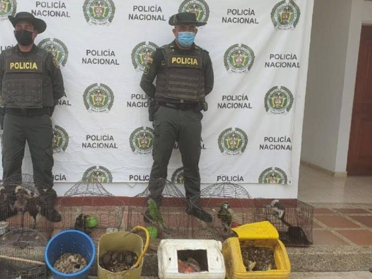 Policía de Bolívar rescató 37 especies de fauna silvestre en cautiverio