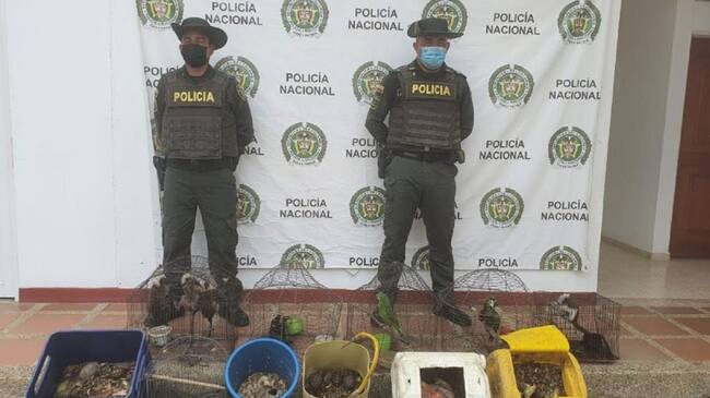 Dentro de los animales rescatados está la guacamaya polluelo, tucanes polluelos, tucanes adultos, loros, entre otros