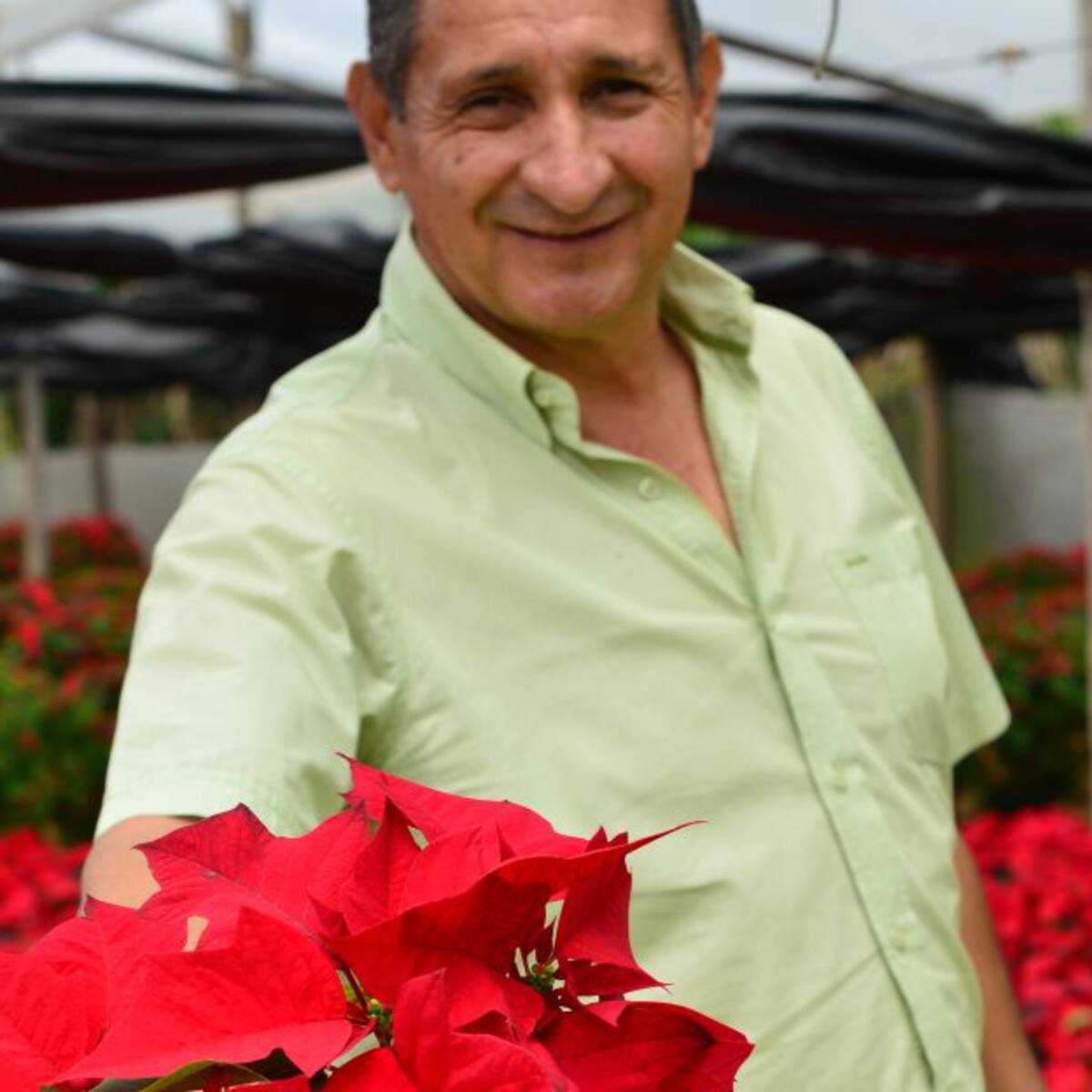 Así se cultivan las matas de Navidad