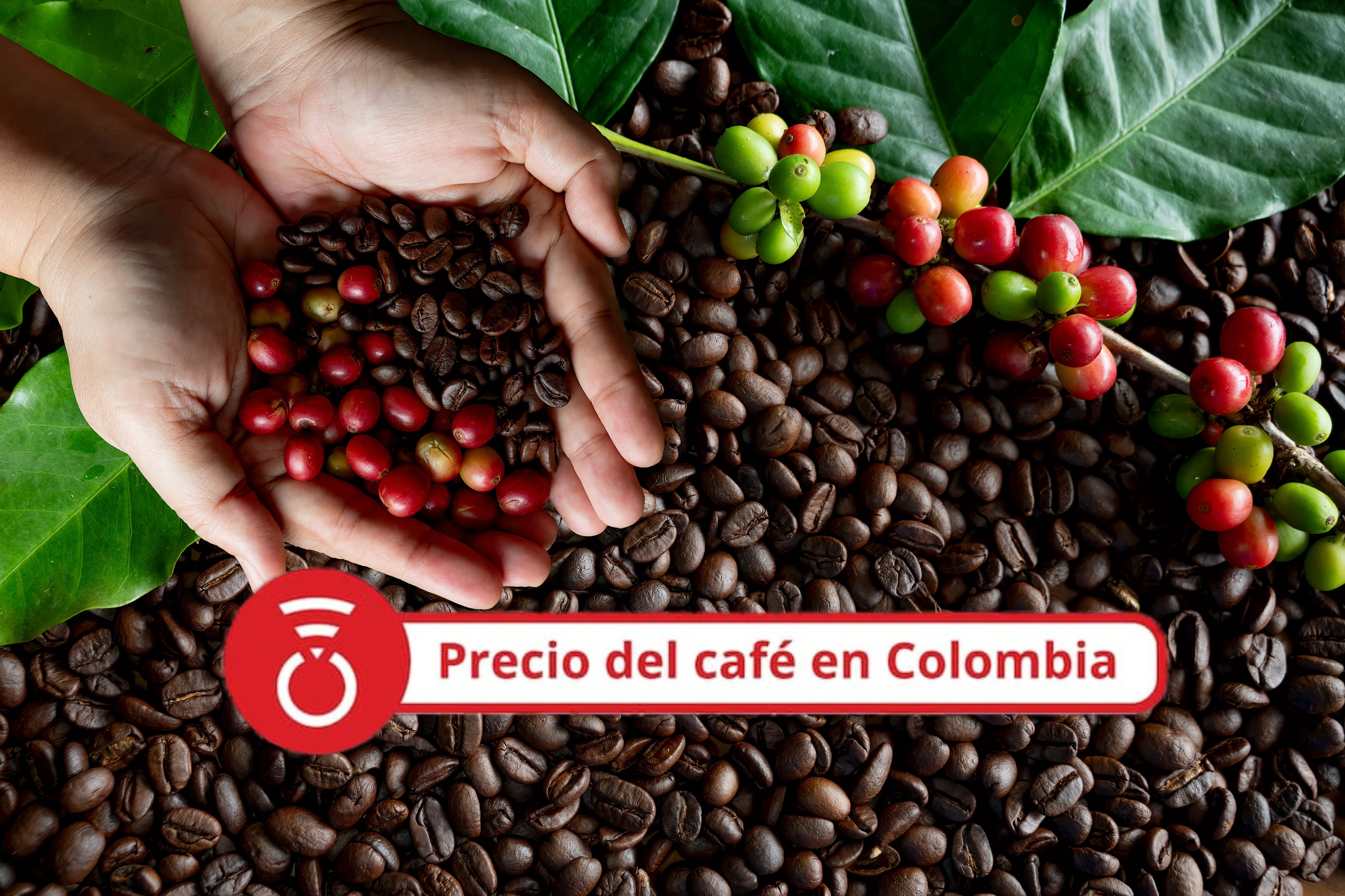 Primer plano de manos sosteniendo una mezcla de cerezas de café rojas y granos de café tostados. Foto Getty Images.
