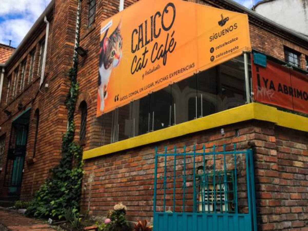Calico Café, un espacio para los amantes de los gatos en Bogotá