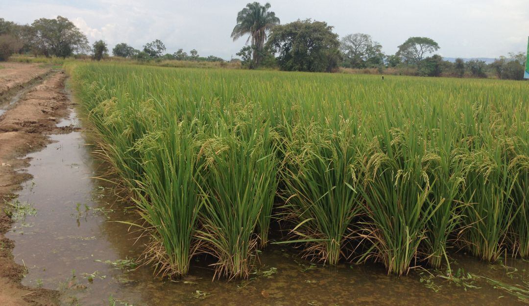 Cultivos de arroz