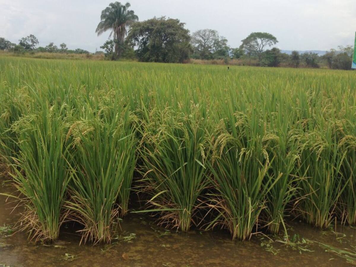 Unión Europea otorga reconocimiento al arroz de la meseta de Ibagué