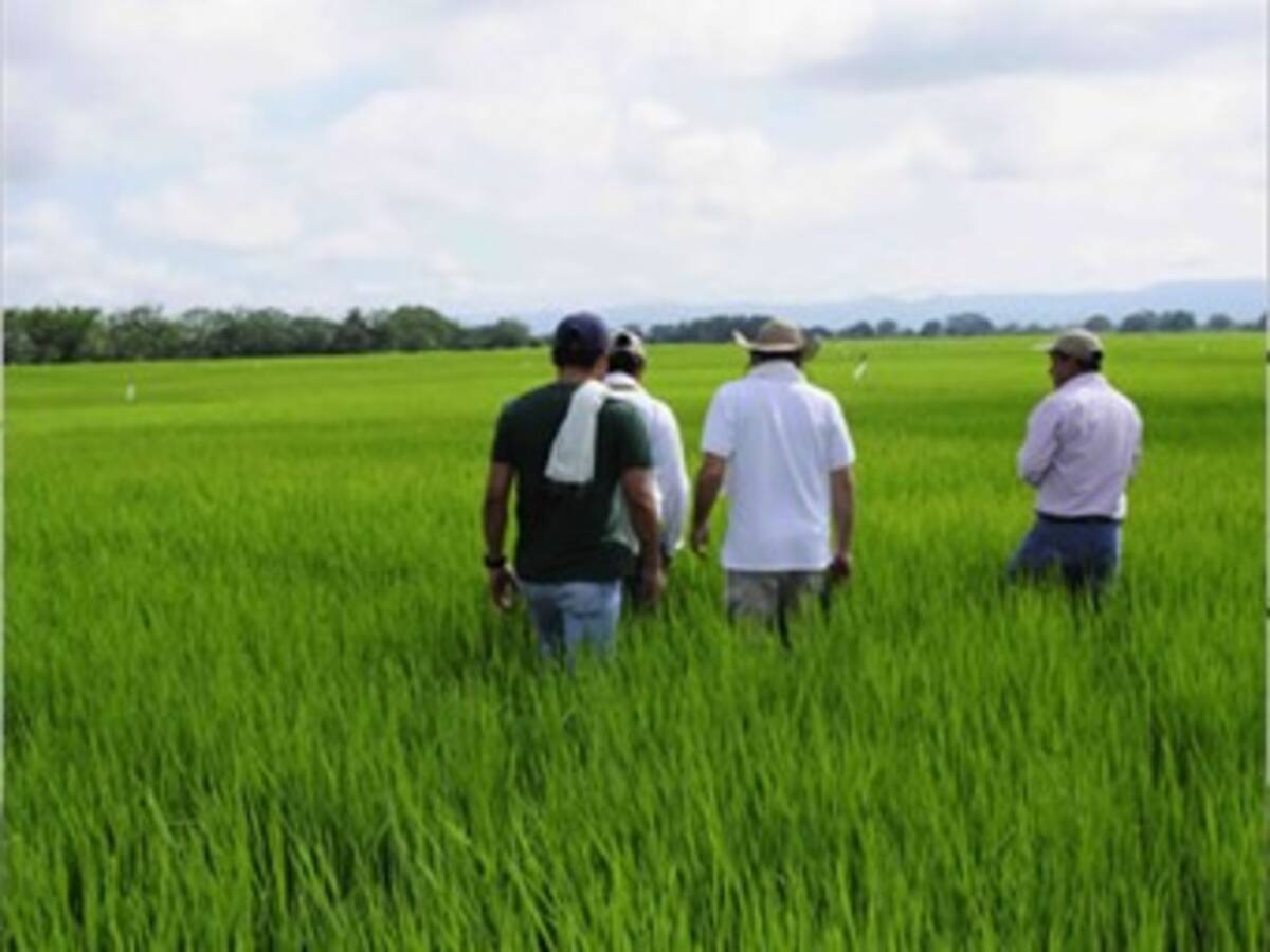 The Guardian resalta labor de los arroceros para enfrentar la sequía