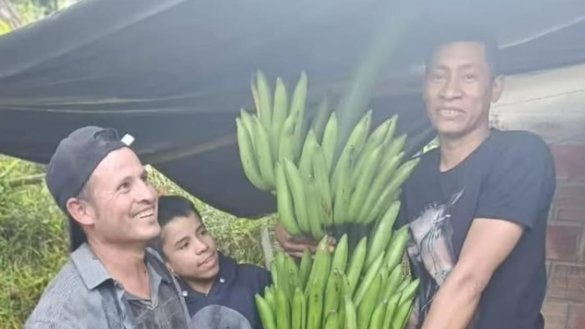 Campesinos de Acevedo-Huila sorprenden con racimo de plátano gigante