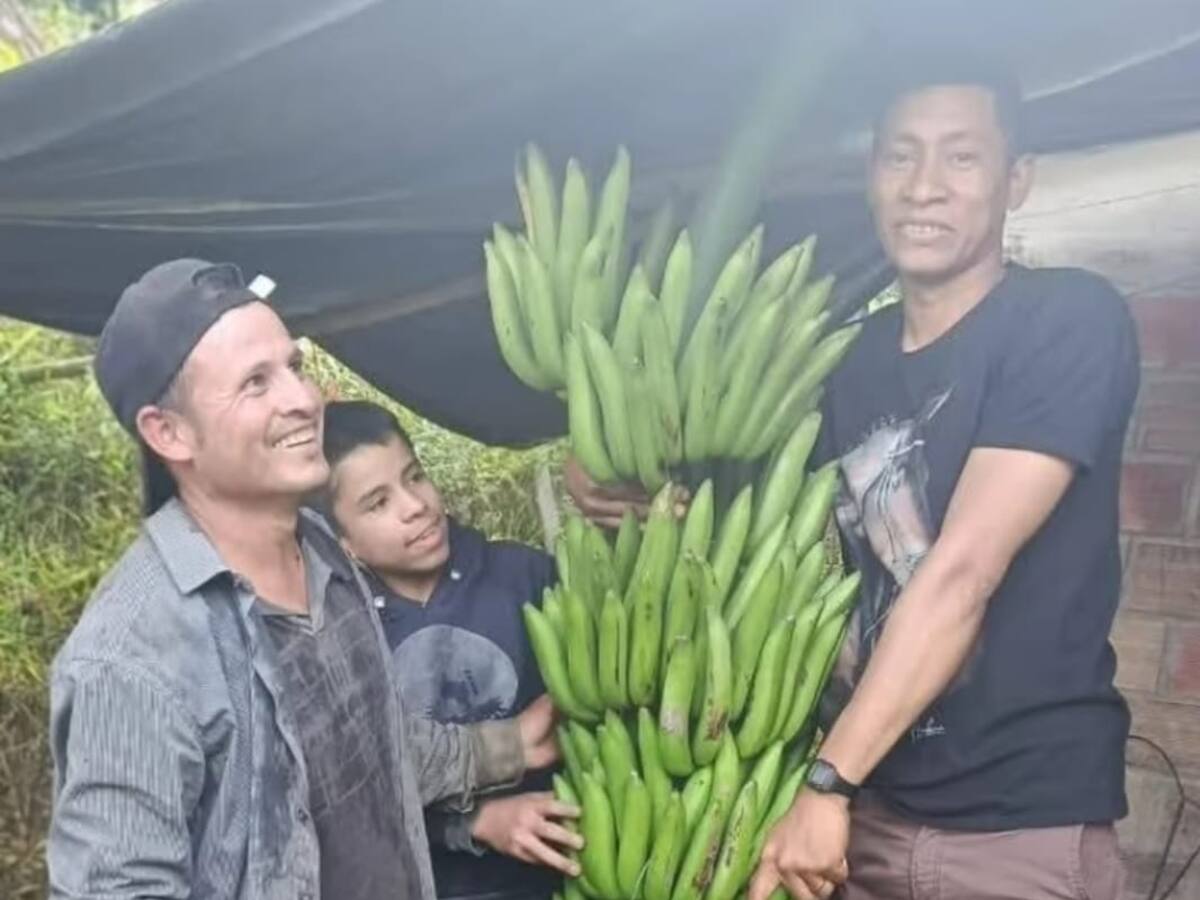 Campesinos de Acevedo-Huila sorprenden con racimo de plátano gigante