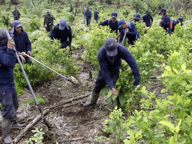 Gobierno y Farc anuncian inicio de plan piloto para sustitución de cultivos ilícitos