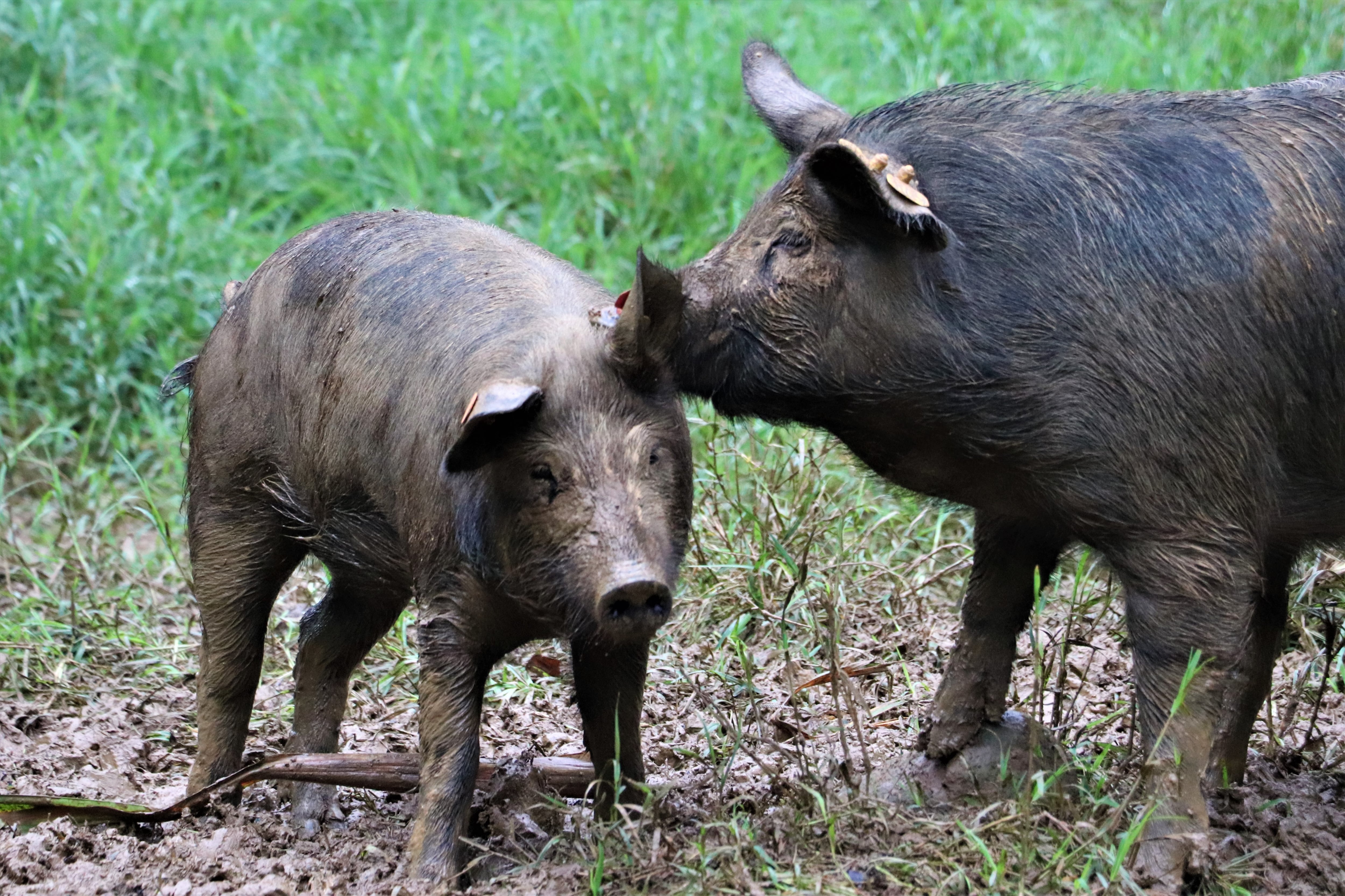Cerdos criollos San Pedreño. Foto: cortesía Centro de Investigación El Nus, en Antioquia, de Agrosavia.
