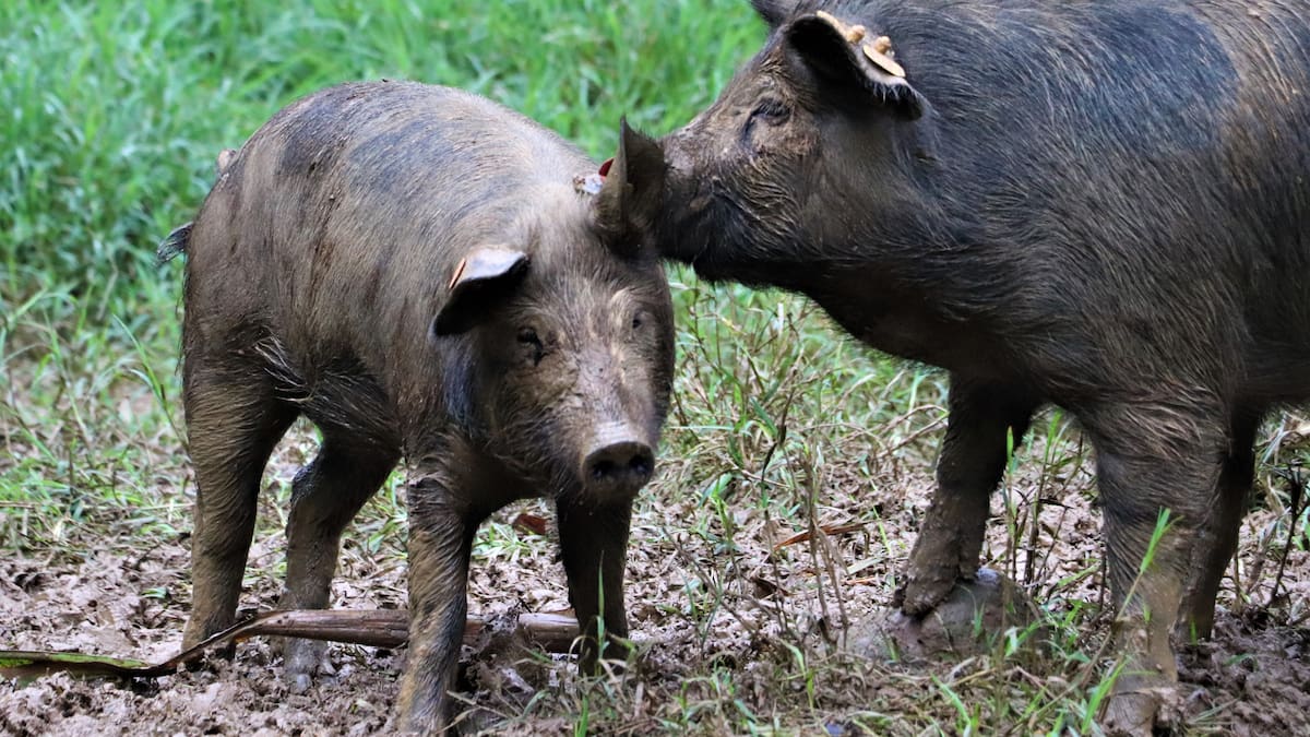 Conozca el cerdo San Pedreño, raza criolla colombiana