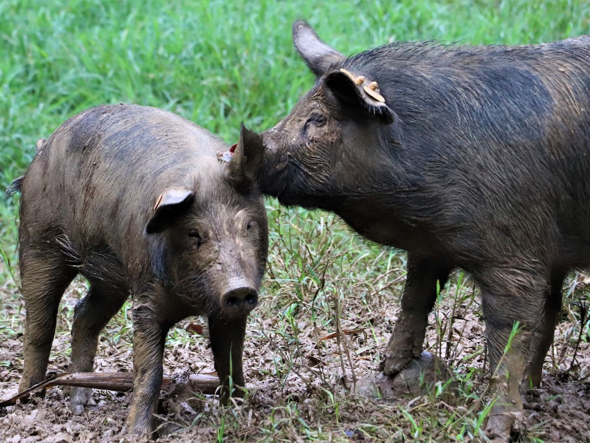 Cerdo criollo Sampedreño, una alternativa para los productores de porcinos