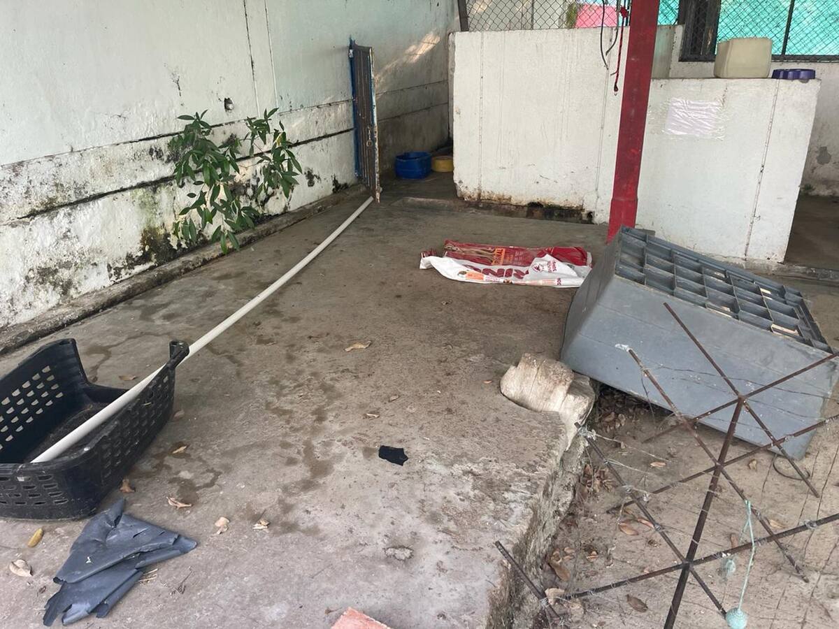 Centro de Protección Animal de Ibagué se rajó en visita de la Personería