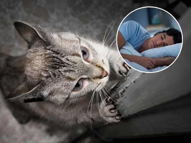 Gatos rascando puertas durante la noche Foto: Getty Images