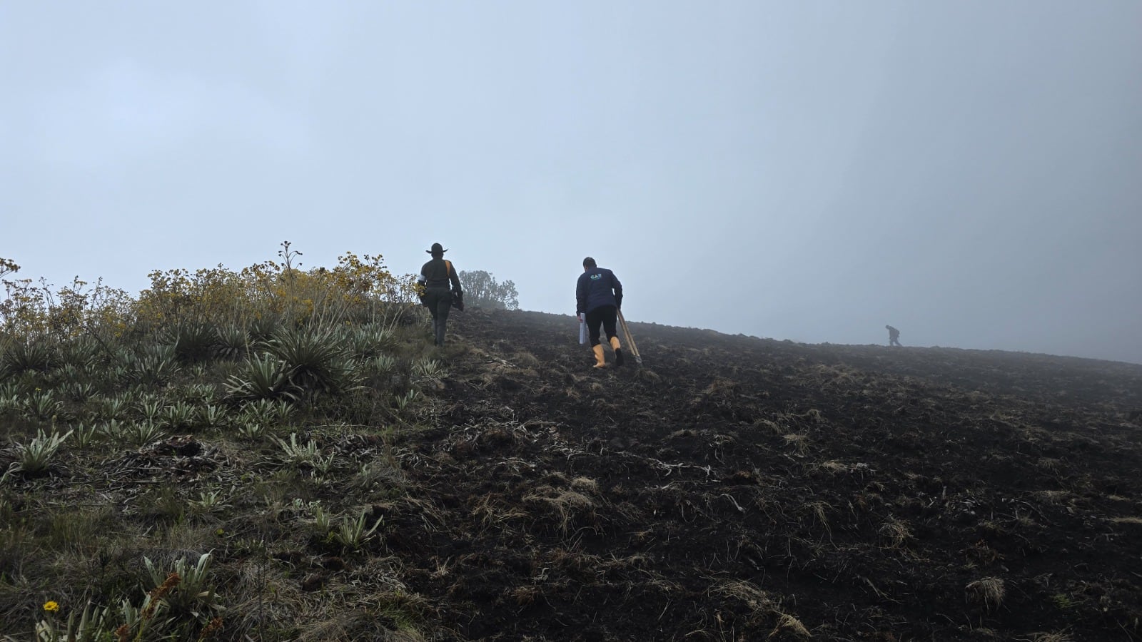 Responsables deberán restaurar el ecosistema con siembra de especies nativas y mantenimiento obligatorio