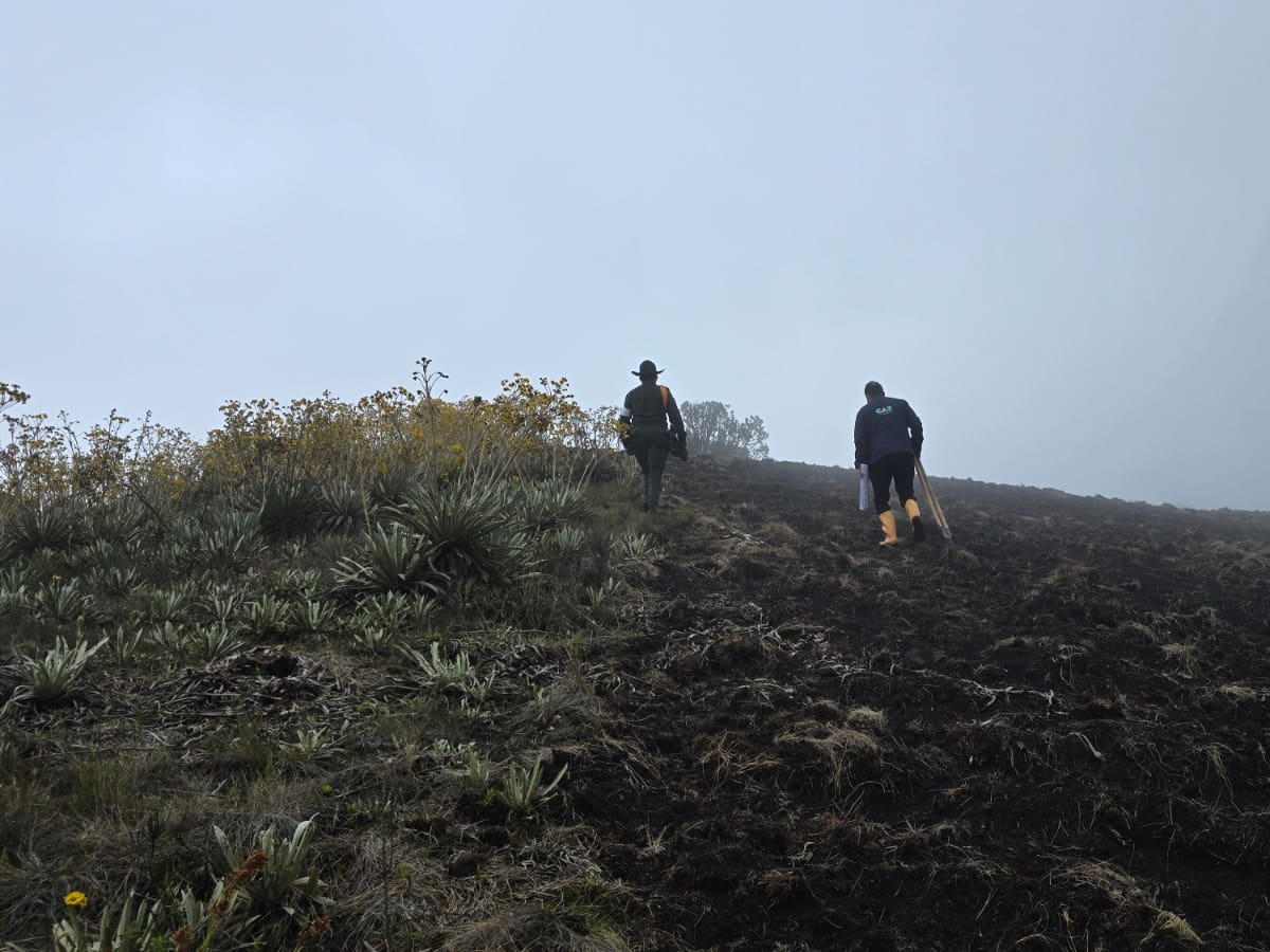 CAR impone sanción superior a $100 millones por masacre de frailejones en Boyacá