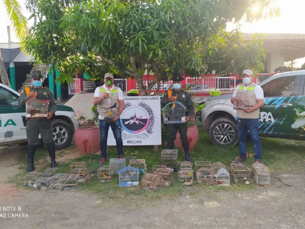 Aumentan rescates y decomiso de animales silvestres en Cartagena