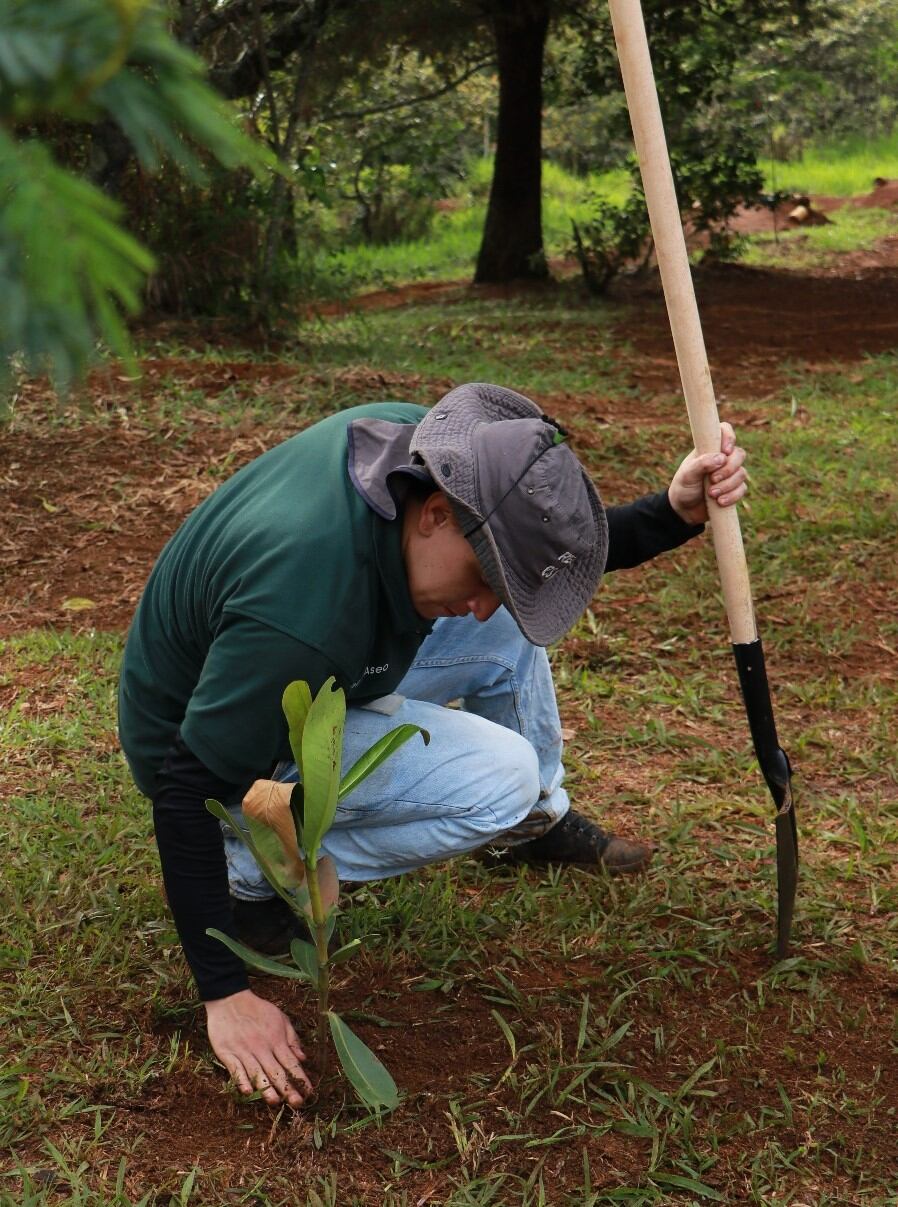 Corantioquia plantará más de 40.000 árboles en Antioquia. Cortesía: Alcaldía de Bello.