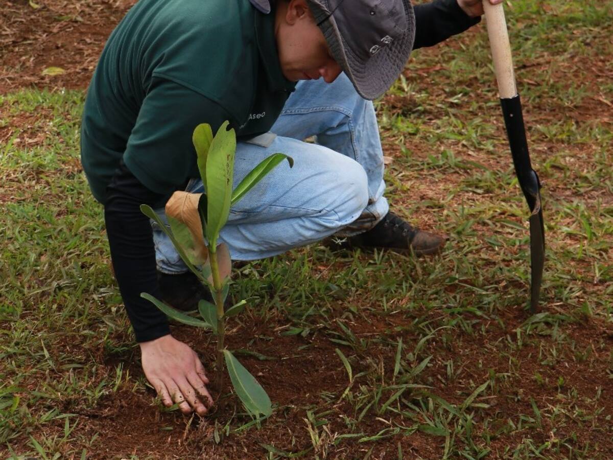 Corantioquia plantará más de 40.000 árboles en 80 municipios de Antioquia
