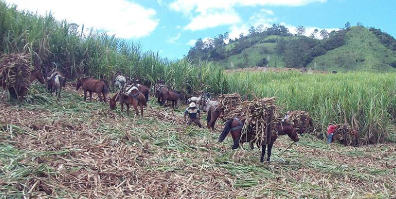 Caña panelera en la olla del río Suárez