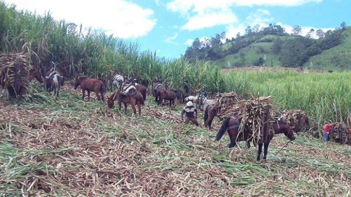 Antioquia traza camino para revitalizar la producción de caña panelera
