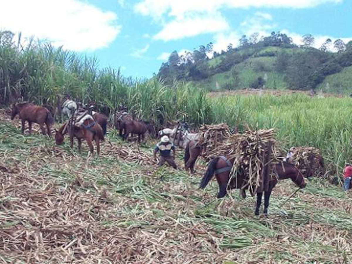 Antioquia traza camino para revitalizar la producción de caña panelera