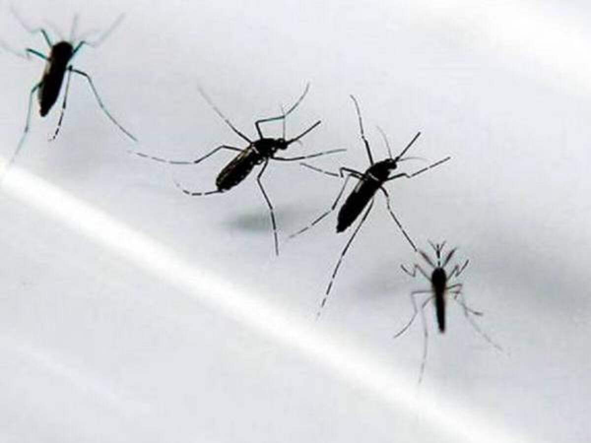 Manizales realizará censo para determinar afectados por zika