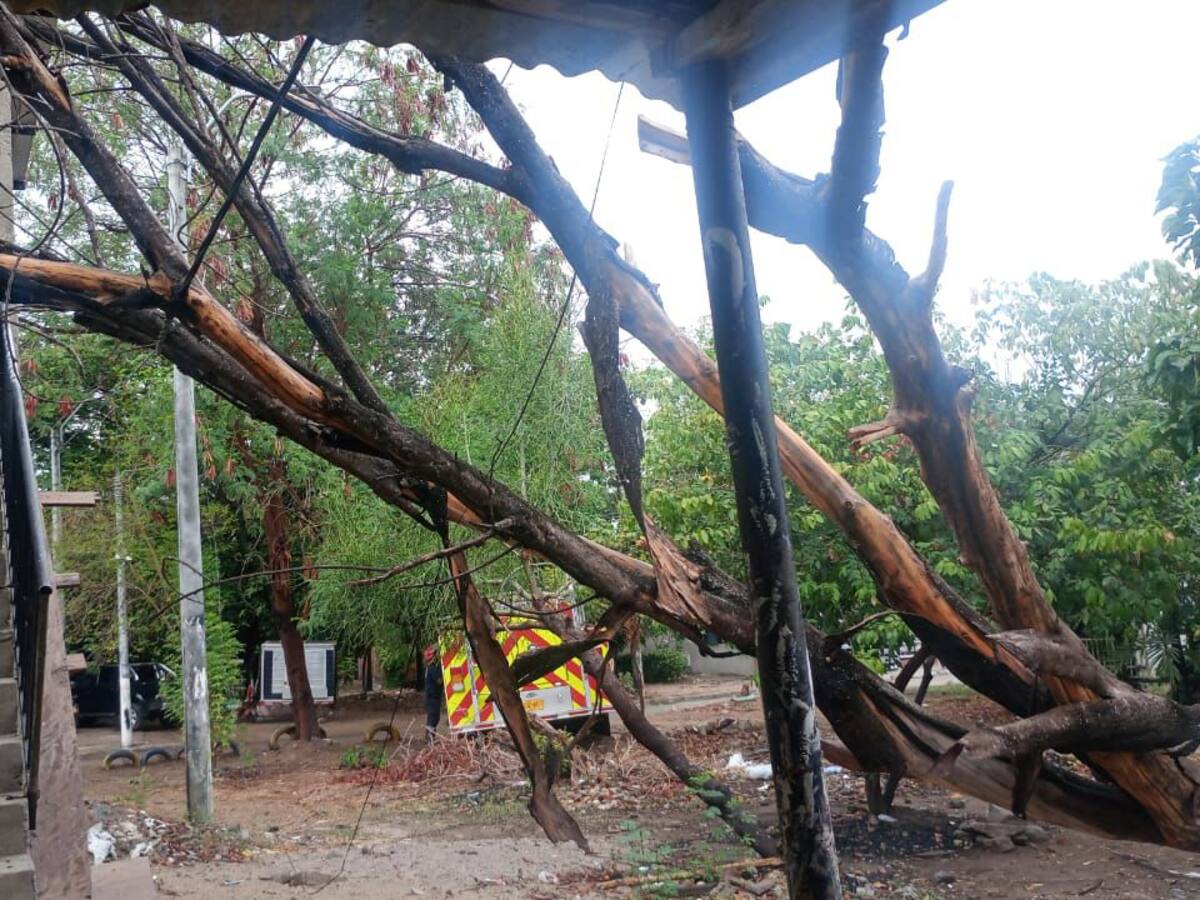 Preocupa en Neiva la tala de árboles por falta de control y conciencia ambiental