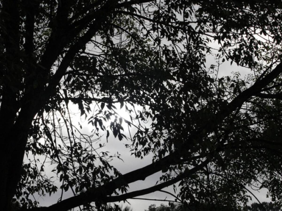 A Jessica Herrera le cayó un árbol y tres años después nadie le responde