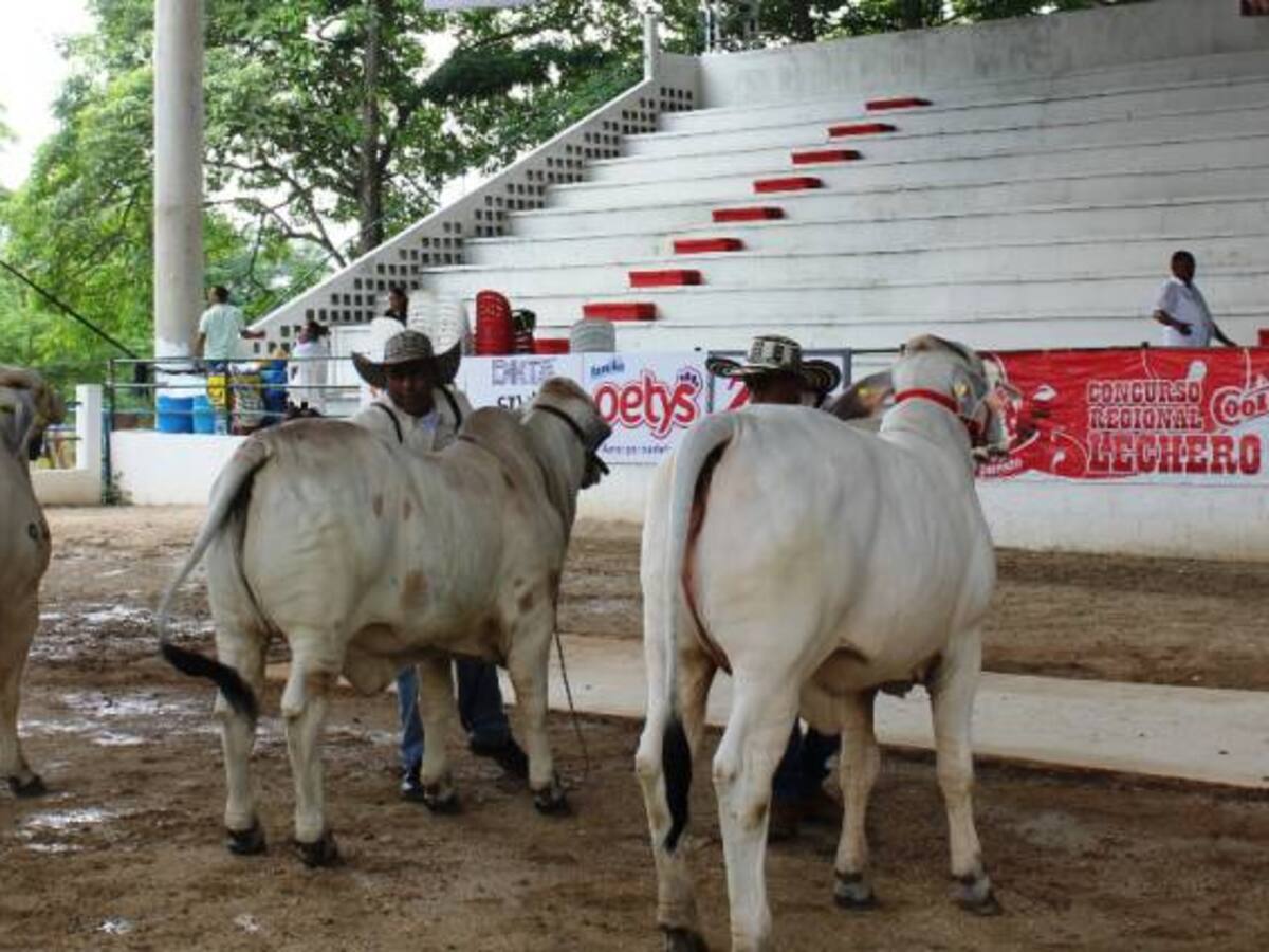 El ICA expidió medidas de sanidad en la III Feria Ganadera de Bolívar