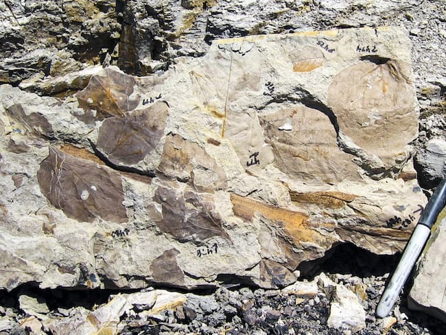 Fotografía de fósiles de hojas recopiladas en Montana, Estados Unidos. Foto: Peter Wilf.