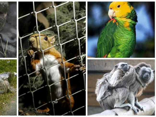 Tráfico ilegal, la mayor amenaza para la fauna silvestre en Antioquia