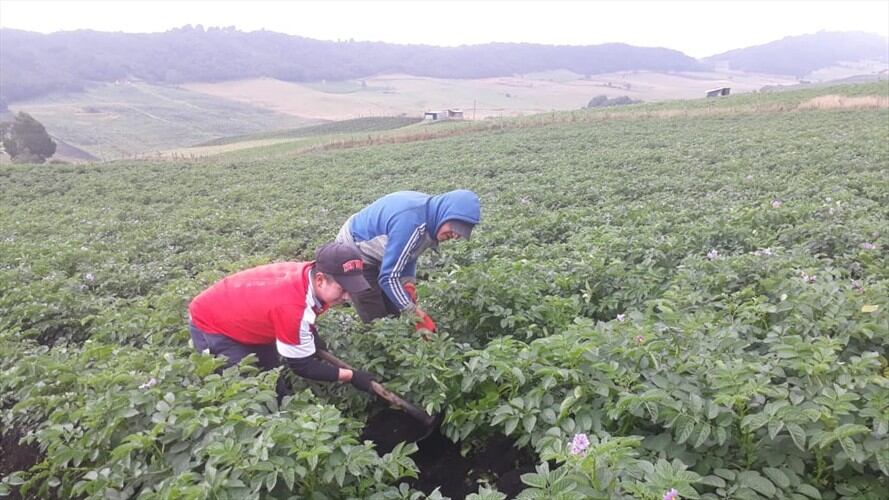 En Boyacá se cultiva casi el 30% de la papa que se consume en Colombia.. Foto: La W