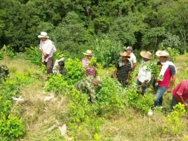 Programa de sustitución de cultivos ilícitos.