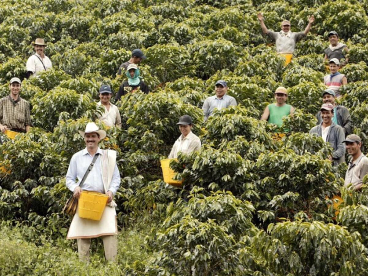 Gobierno descarta subsidio a cafeteros ante caída de precio interno