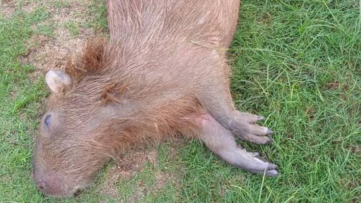 Francisco Rojas, funcionario CDMB.