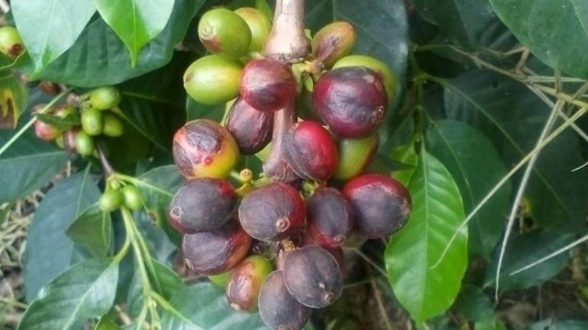En más del 30% ha sido afectada la producción del café debido al fenómeno del niño en Quindío