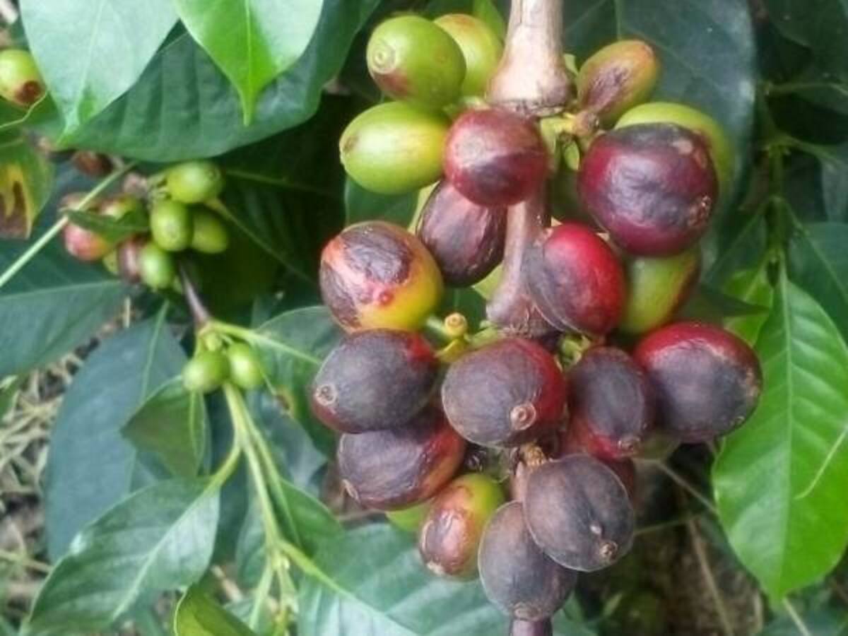 En más del 30% ha sido afectada la producción del café debido al fenómeno del niño en Quindío