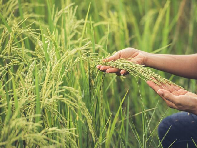 Arroceros aseguran que el gobierno no ha cumplido con la implementación de acuerdos luego del paro