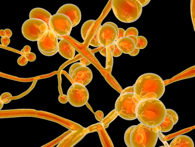 Ilustración hongo Candida auris. Foto: Getty Images